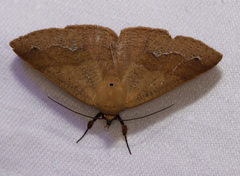 Ophyx ochroptera