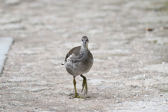 Gallinula chloropus