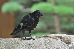 Corvus corone
