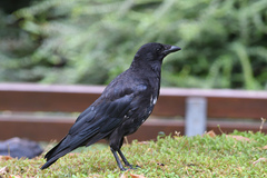 Corvus corone