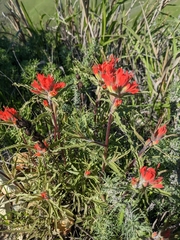 Castilleja affinis