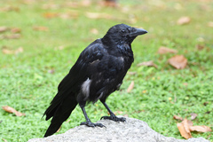 Corvus corone