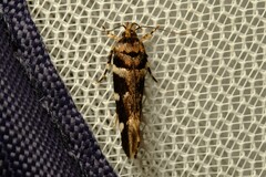 Macrobathra ceraunobola