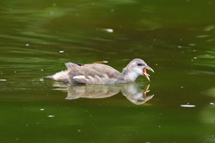 Gallinula chloropus