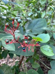 Clerodendrum speciosissimum