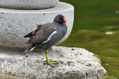 Gallinula chloropus