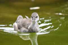 Gallinula chloropus