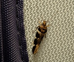 Macrobathra ceraunobola