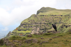 Corvus crassirostris