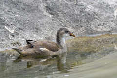 Gallinula chloropus