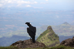 Corvus crassirostris