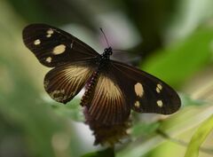 Acraea lycoa