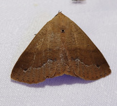Ophyx ochroptera