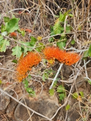 Combretum farinosum