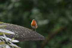 Erithacus rubecula