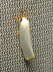 Xylorycta leucophanes