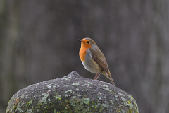 Erithacus rubecula