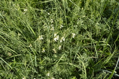 Lathyrus pannonicus collinus