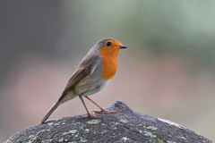 Erithacus rubecula