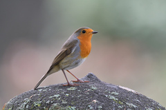 Erithacus rubecula