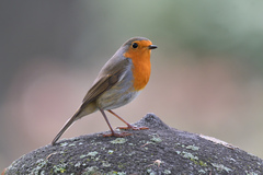 Erithacus rubecula