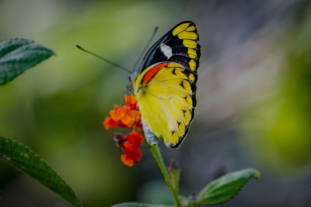 Delias splendida