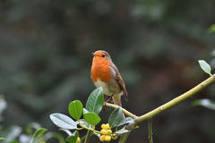 Erithacus rubecula