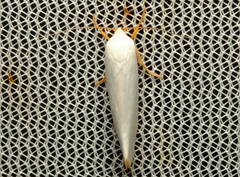 Xylorycta leucophanes