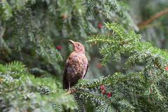 Turdus merula