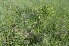 Stipa pennata
