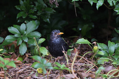 Turdus merula
