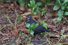 Turdus merula