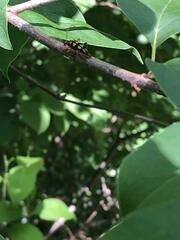 Strangalia luteicornis