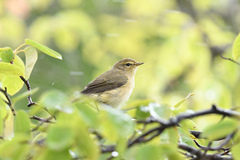 Phylloscopus collybita
