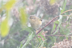 Phylloscopus collybita