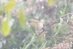 Phylloscopus collybita