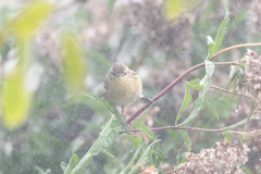 Phylloscopus collybita