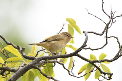 Phylloscopus collybita