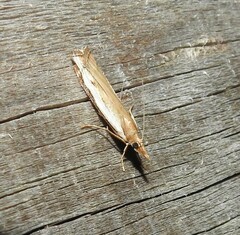 Orocrambus flexuosellus