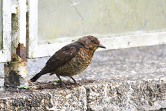 Turdus merula