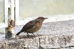 Turdus merula