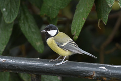 Parus major