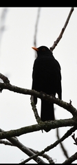 Turdus merula
