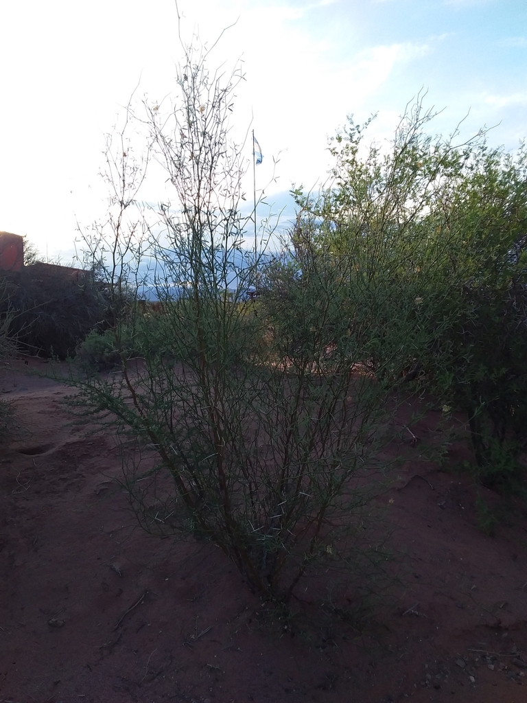 Prosopis argentina Burkart