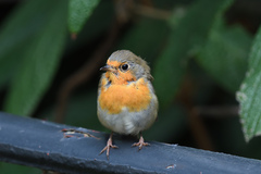 Erithacus rubecula
