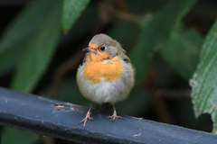 Erithacus rubecula