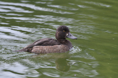Aythya fuligula