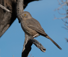 Toxostoma bendirei