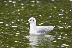 Chroicocephalus ridibundus