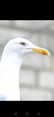 Larus argentatus